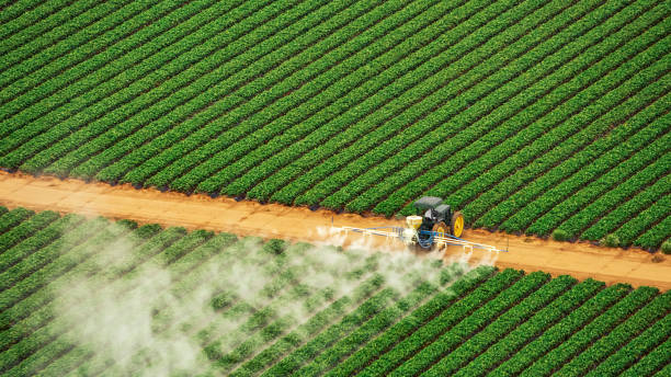 Best Ant Control Services  in Gladewater, TX