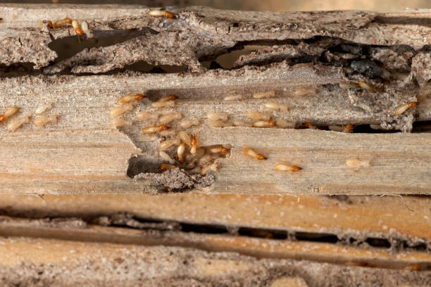 Best Flea Control Services  in Gladewater, TX