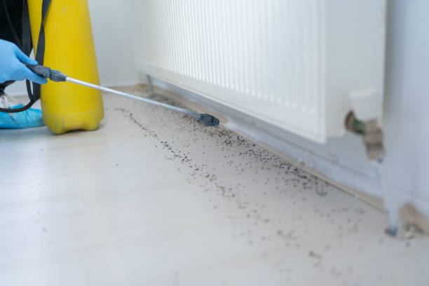 Reliable Gladewater, TX Pest Control Solutions